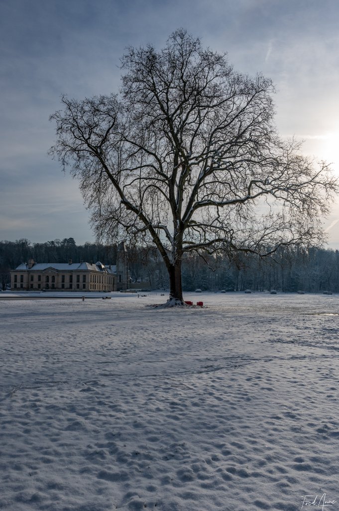 Arbre Méry Sur Oise Sous La Neige 2024