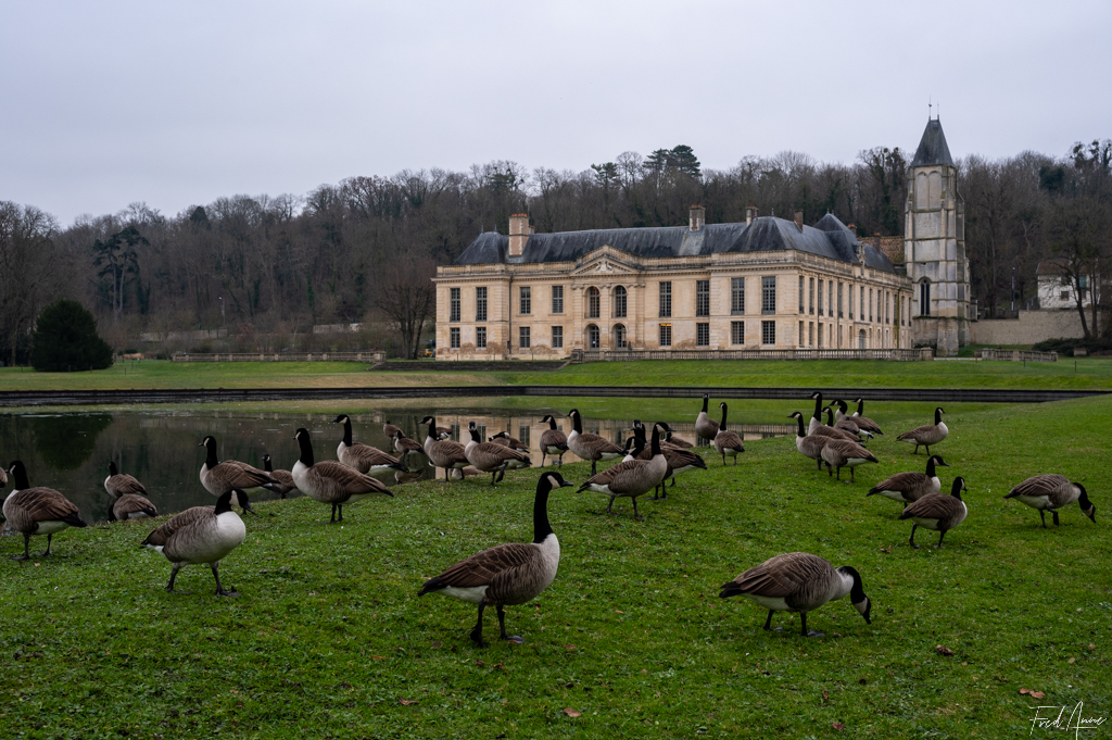 Les oies du château