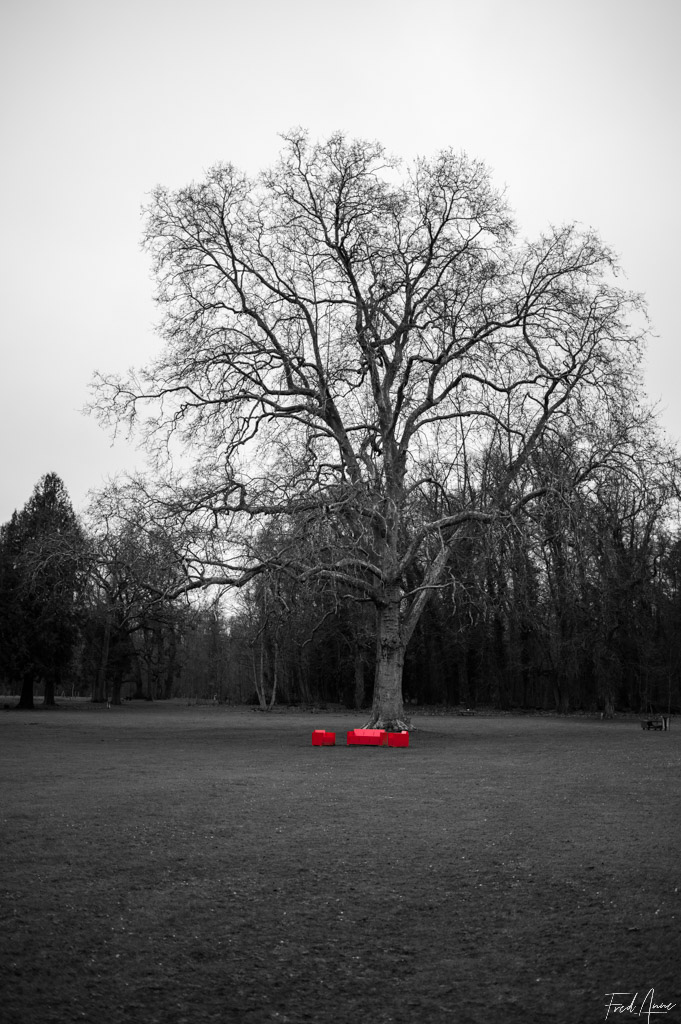 Arbre dans le parc du château de Méry-sur-Oise