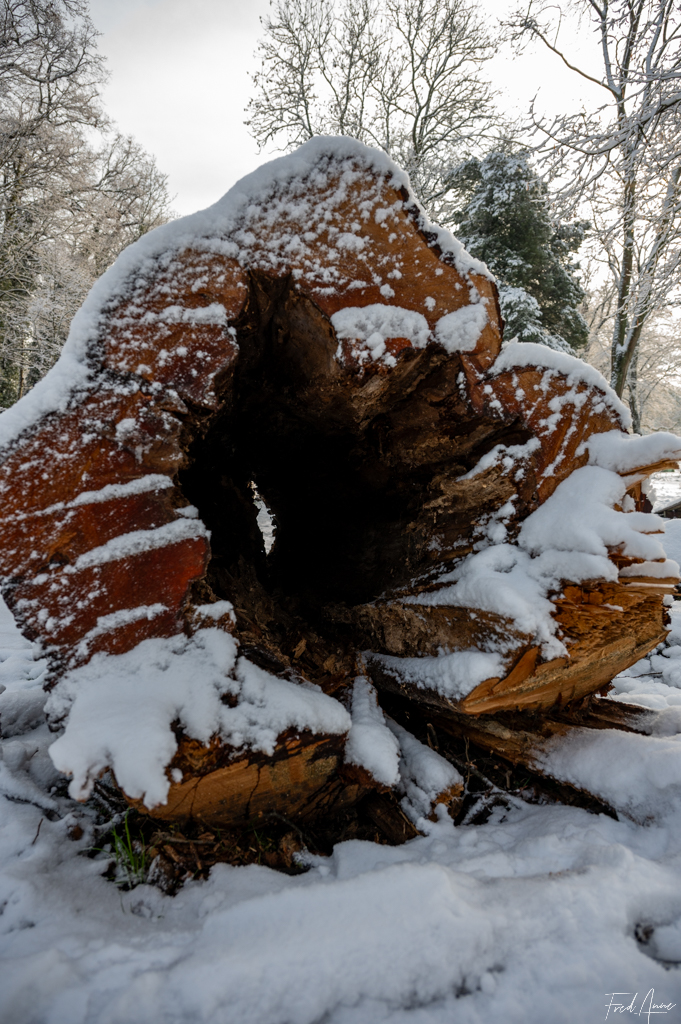 Tronc d’arbre sous la neige