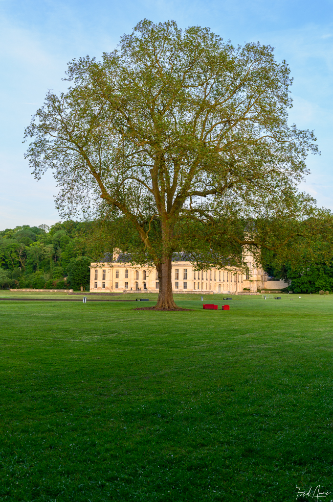 Arbre Méry Sur Oise Mai 2024