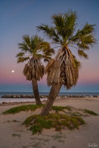 Lever de lune sous les palmiers