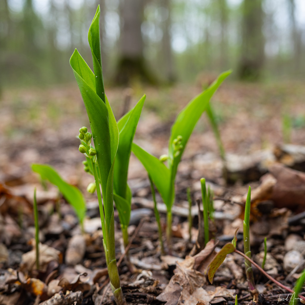 Muguet du 1er mai