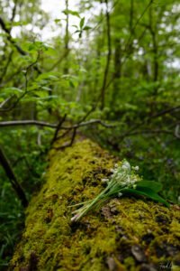 Muguet du 1er mai dans la forêt de L'Isle-Adam