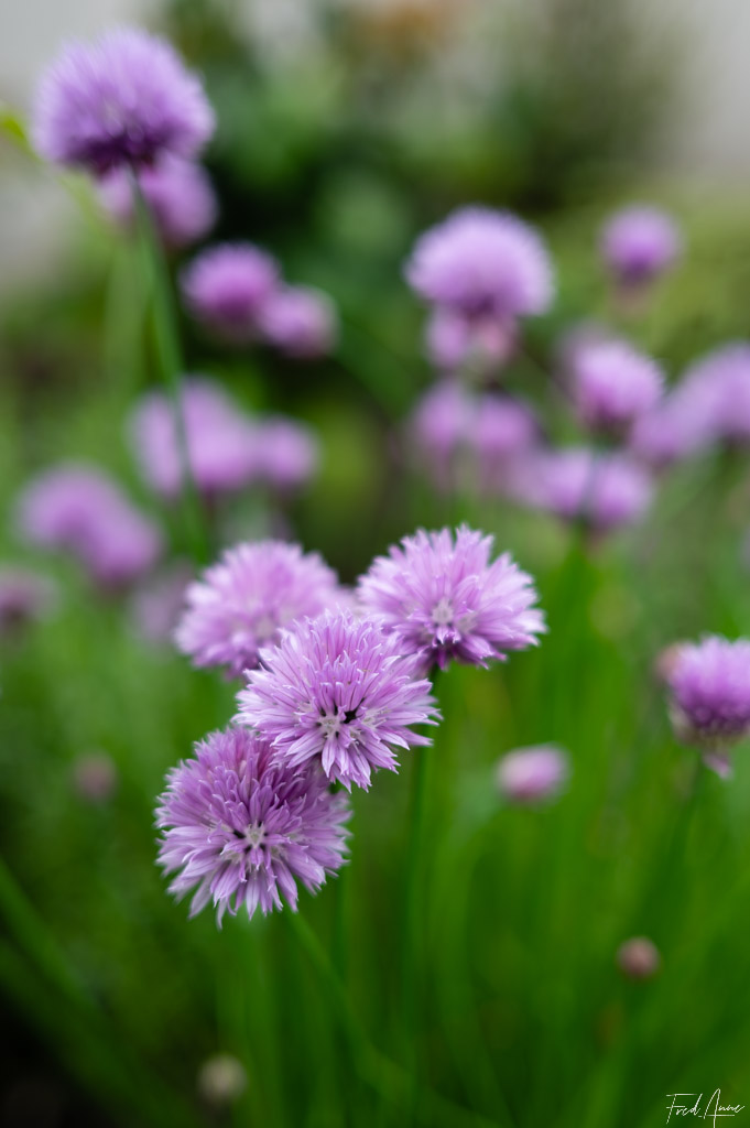 Ciboulette du jardin en fleur