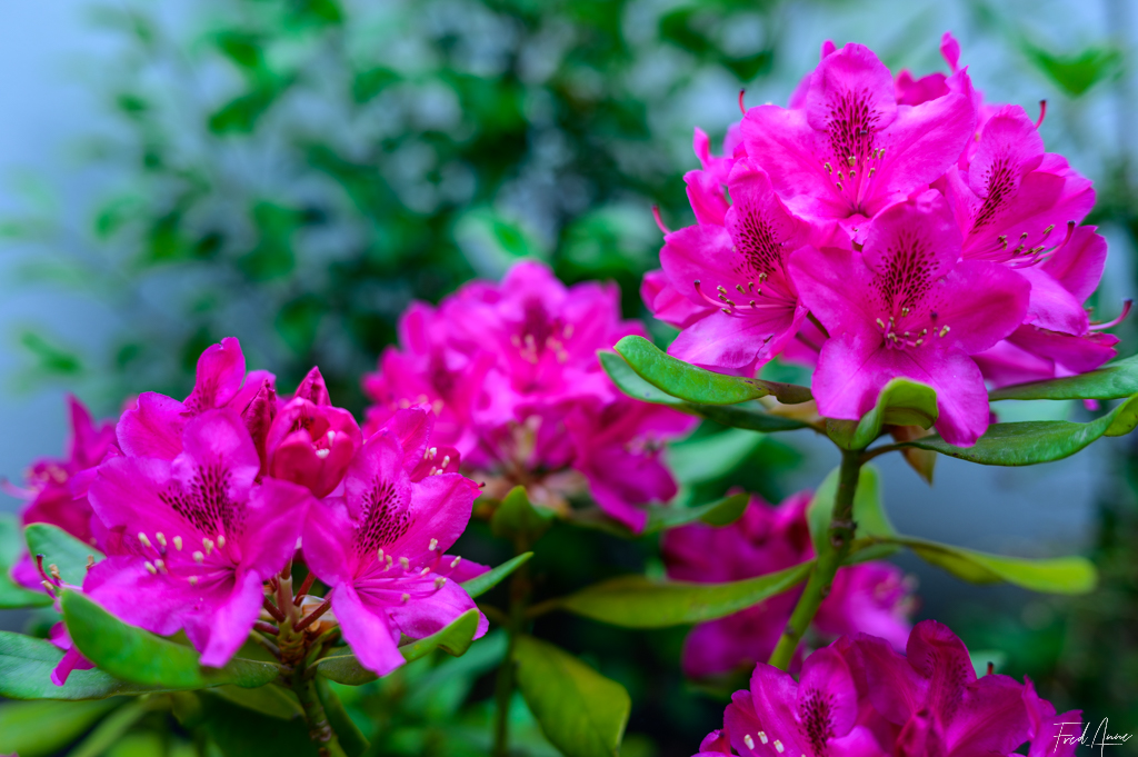 Rhododendron du jardin
