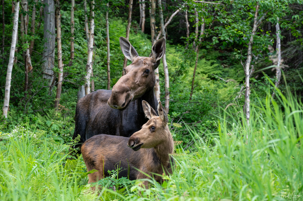 Femelle Orignal et son petit au Parc National de Gaspésie