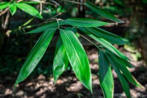 Une feuille (ancien jardin botanique)