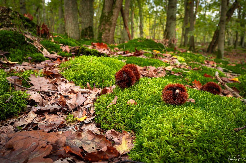 Bogues dans la forêt