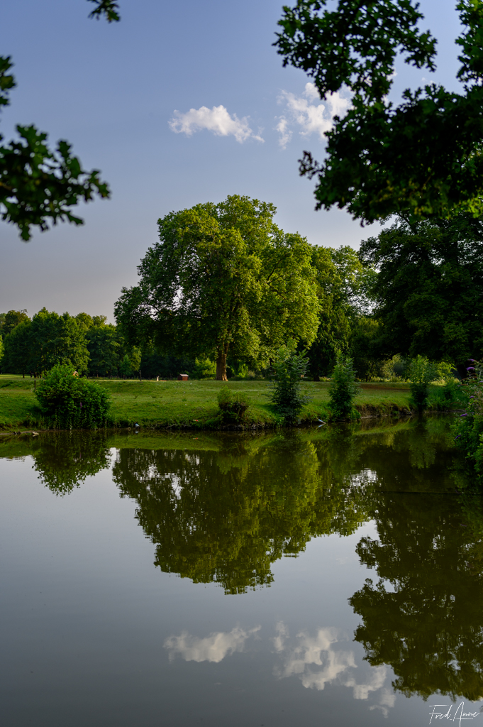 Arbre Méry Sur Oise Juillet 2024