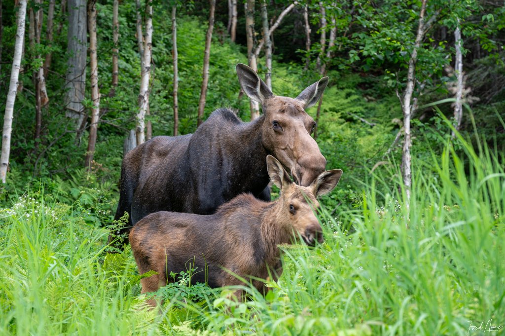 Orignal – Parc de Gaspésie – Québec – Canada