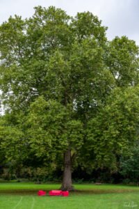 09 Arbre Méry Sur Oise Septembre 2024