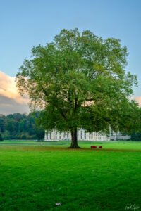 10 Arbre Méry Sur Oise Octobre 2024