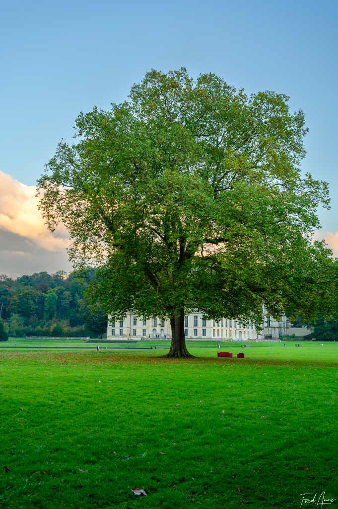 10 Arbre Méry Sur Oise Octobre 2024