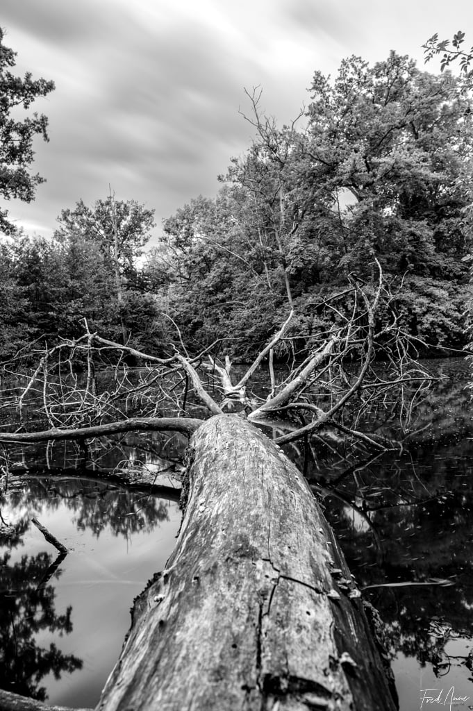 25 22 tronc d'arbre